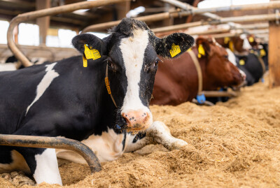 Kalkstrooisels ligboxenstal Berg