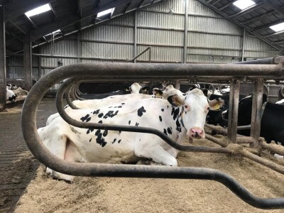 Scholten Meilink vlas alternatief-kalk