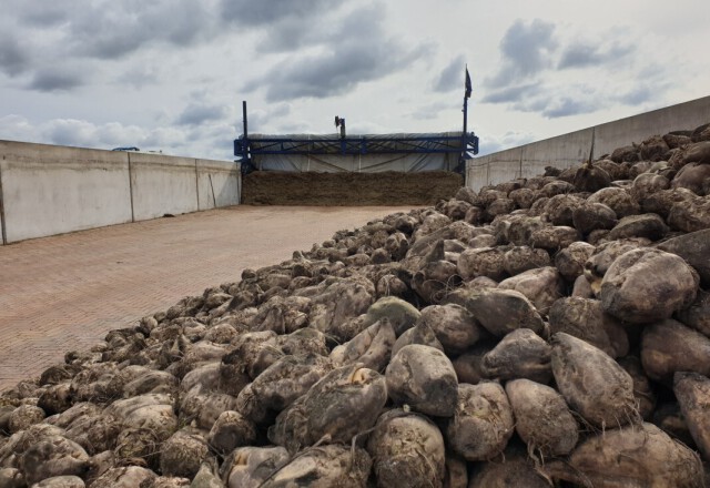 voederbieten-in-praktijk1-berg-fourage.jpg